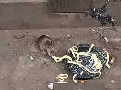 Rattus norvegicus