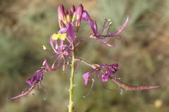 Cleome maculata