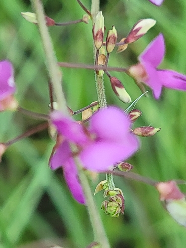 Image of Desmodium laevigatum by (c) Rebecca Gimenez Husted, some rights reserved (CC BY)