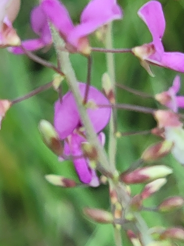 Image of Desmodium laevigatum by (c) Rebecca Gimenez Husted, some rights reserved (CC BY)