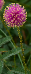 Mimosa microphylla