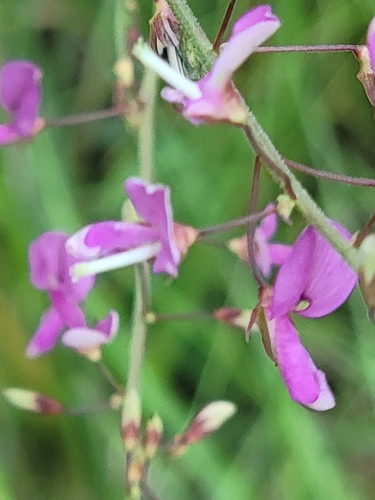 Image of Desmodium laevigatum by (c) Rebecca Gimenez Husted, some rights reserved (CC BY)