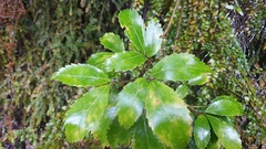 Pseudopanax macintyrei