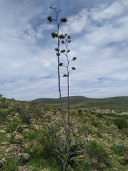 Agave durangensis