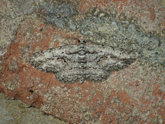 Anavitrinella