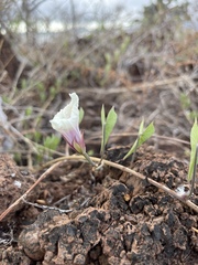 Ipomoea incarnata