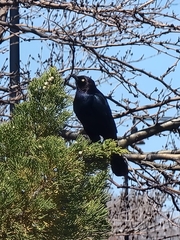 Euphagus cyanocephalus