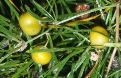 Asparagus angusticladus