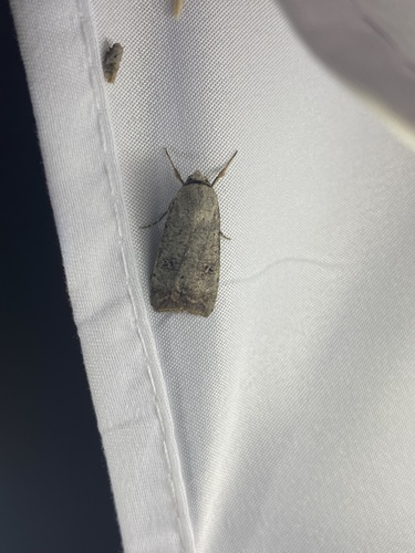Green Cutworm Moth photo 5