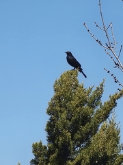 Euphagus cyanocephalus