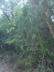 Asparagus angusticladus