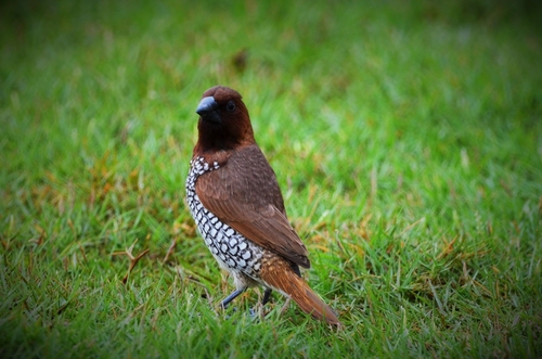 Scaly-breasted Munia (Lonchura punctulata), photo 10