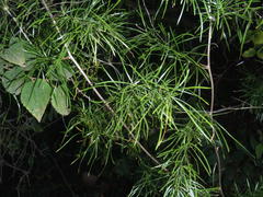 Asparagus angusticladus