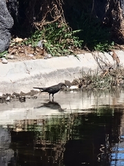 Euphagus cyanocephalus