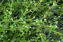 Galium trifidum columbianum