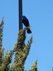 Euphagus cyanocephalus