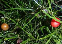 Asparagus angusticladus