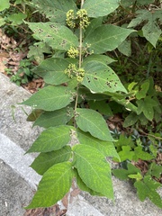 Callicarpa rubella