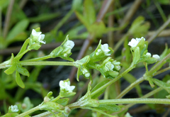 Galium trifidum columbianum