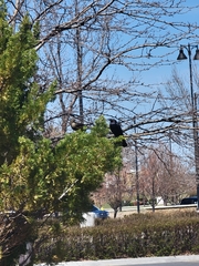 Euphagus cyanocephalus