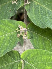 Callicarpa rubella