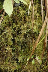 Austrothamnium pandum