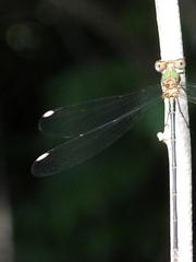 Lestes virgatus