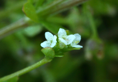 Galium trifidum columbianum