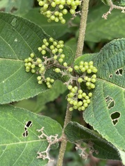 Callicarpa rubella