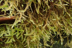 Austrothamnium pandum