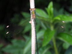 Lestes virgatus