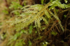 Austrothamnium pandum