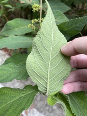 Callicarpa rubella