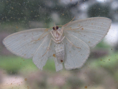 Comostola subtiliaria