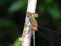 Lestes virgatus