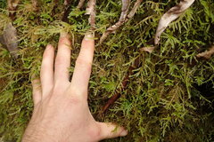 Austrothamnium pandum