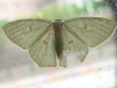 Comostola subtiliaria