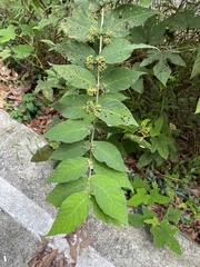 Callicarpa rubella