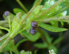 Galium trifidum columbianum