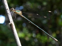 Lestes virgatus