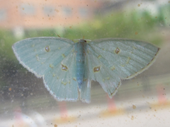 Comostola subtiliaria