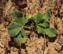Oxalis flava flava