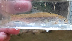 Hybognathus nuchalis