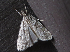 Dolicharthria bruguieralis