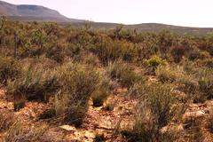 Lasiosiphon deserticola