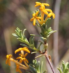Lasiosiphon deserticola