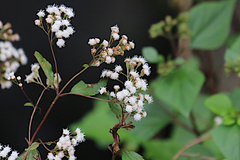 Ageratina riparia