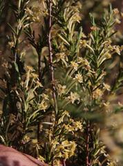 Struthiola leptantha