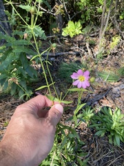 Sabatia kennedyana