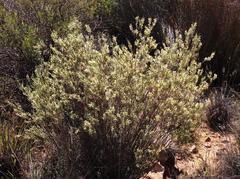 Struthiola leptantha